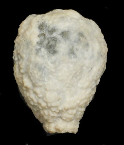 Cystoid (Holocystites) Fossil - Indiana #62006